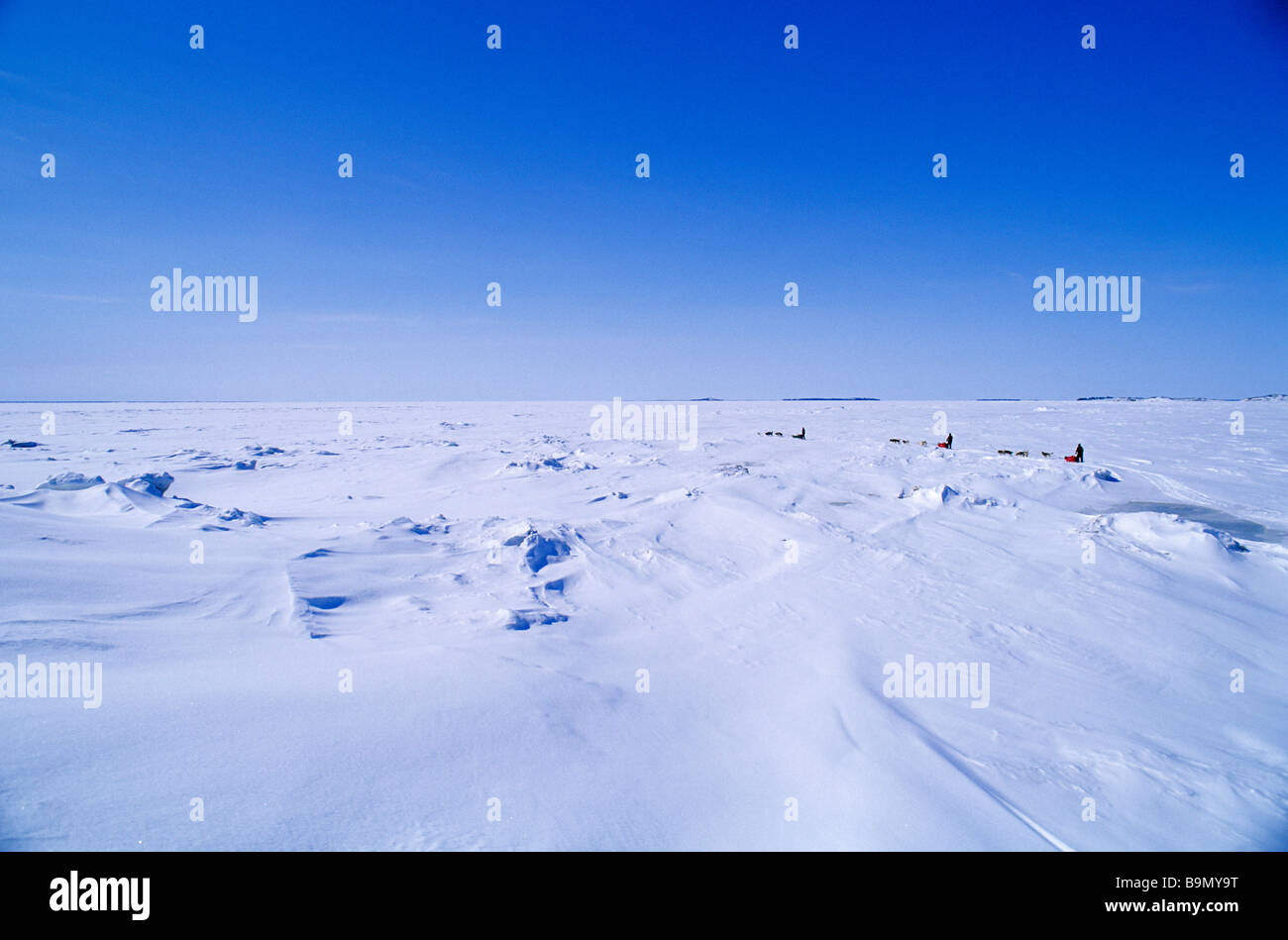 Kanada, Provinz Quebec, James Bay, Sleddog Team am icefield Stockfoto