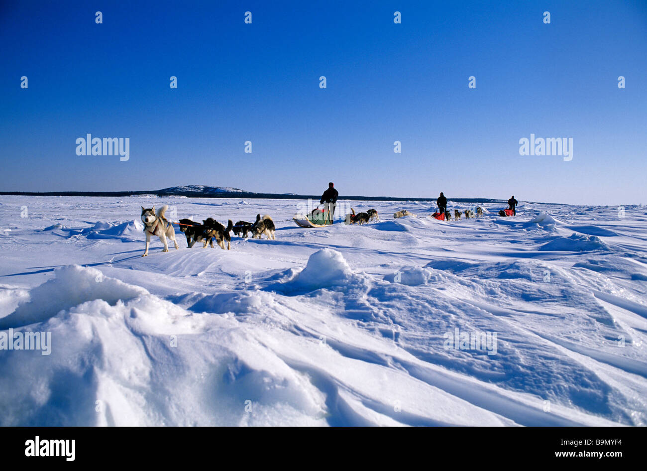 Kanada, Provinz Quebec, James Bay, in der Nähe von Eastman Dorf Schlitten Hunde-Team am icefield Stockfoto