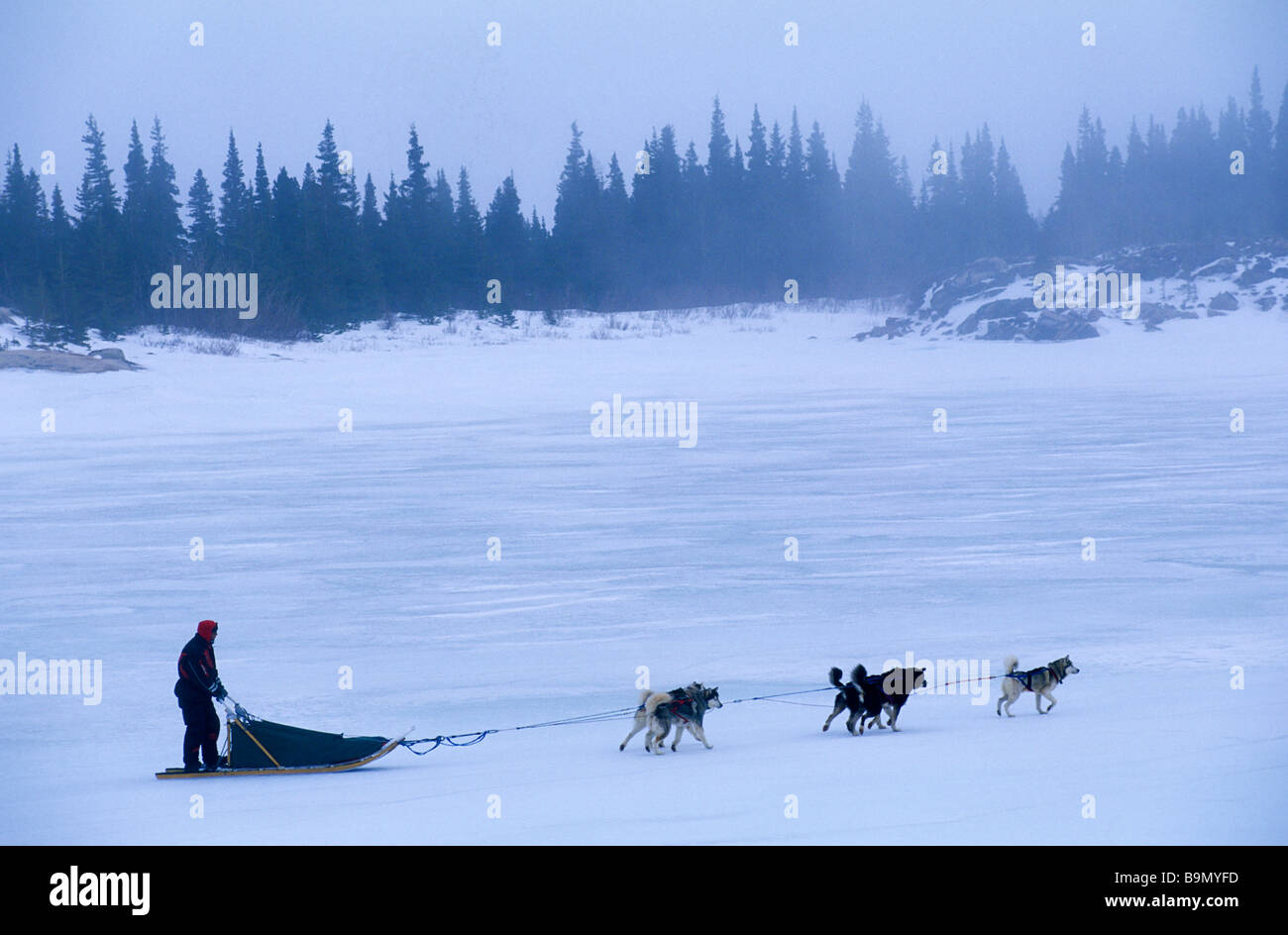 Kanada, Provinz Quebec, James Bay, in der Nähe von Eastman Dorf Schlitten Hunde-Team am icefield Stockfoto