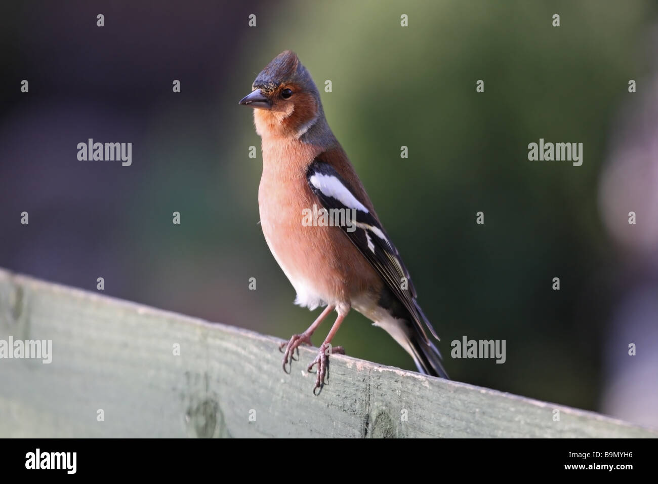 Männliche Buchfink Fringilla Coelebs am Gartenzaun UK Stockfoto