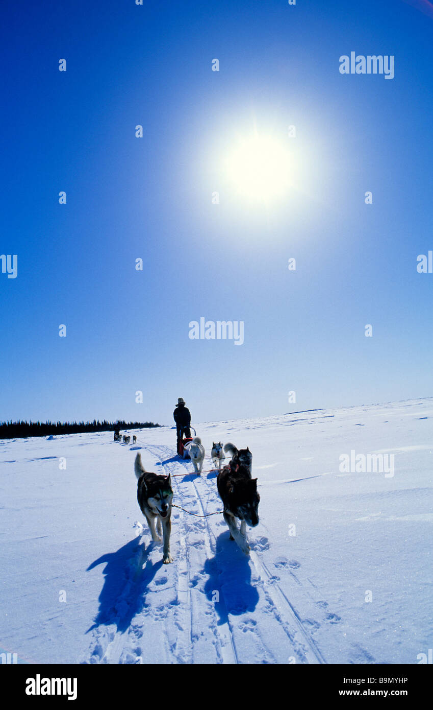 Kanada, Provinz Quebec, James Bay, Sleddog Team am icefield Stockfoto