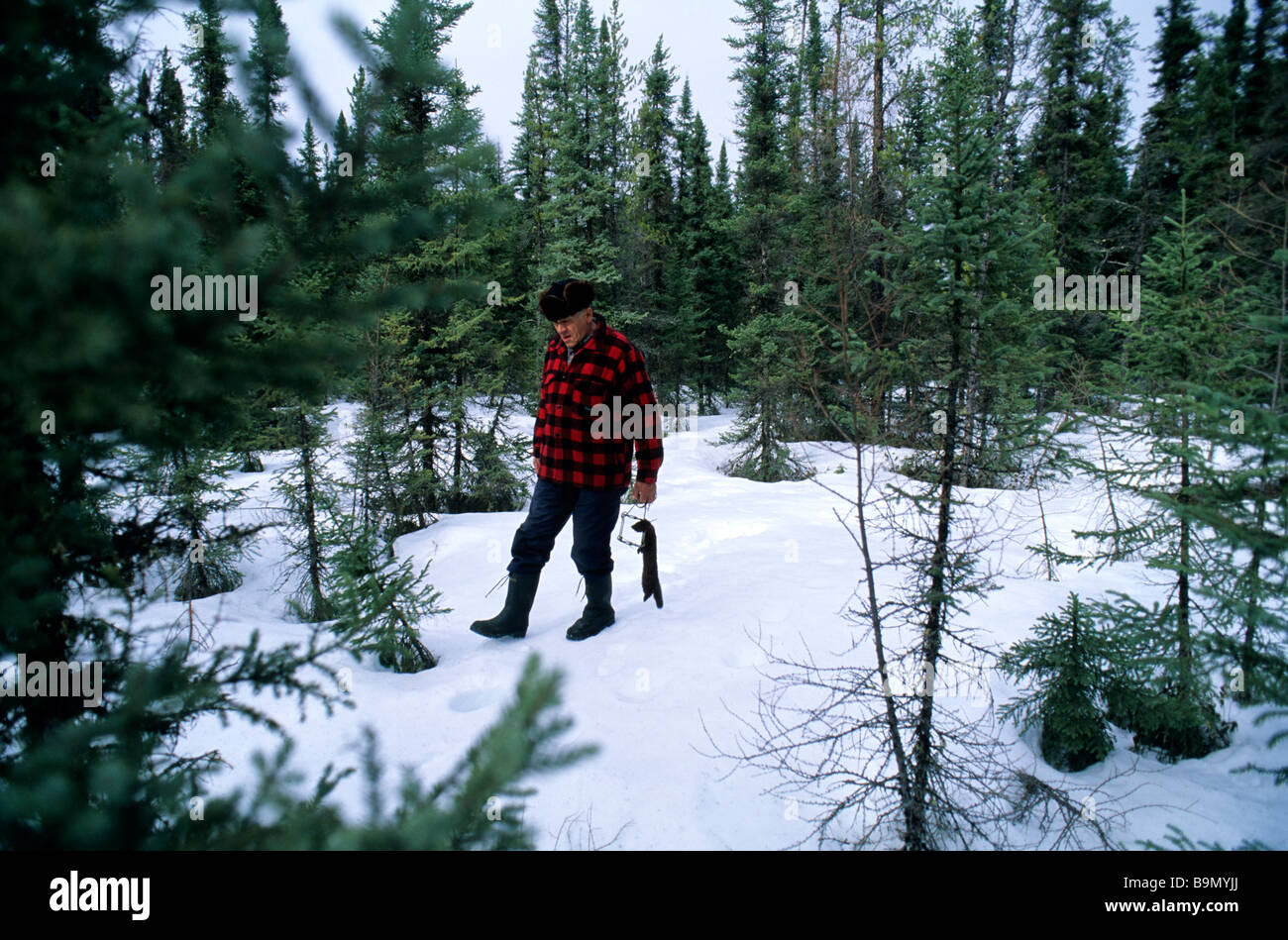 Kanada, Provinz Quebec, Mashteuiatsh Dorf, Gordon Moar, ein indischer Mann ein Nerz in erobert hat Cree Lake Saint Jean Region Stockfoto