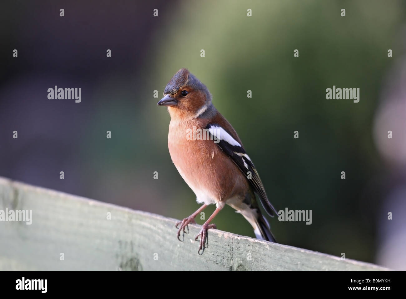Männliche Buchfink Fringilla Coelebs am Gartenzaun UK Stockfoto