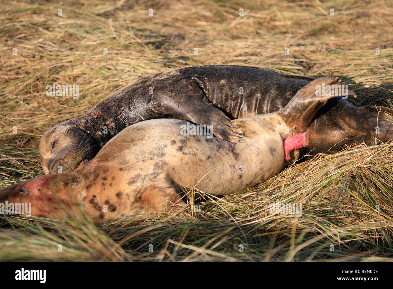 Atlantic Grey Bull Dichtung versucht, Mount weibliche Kuh Halichoerus Grypus Donna Nook Nature Reserve Lincolnshire England UK zu Paaren Stockfoto