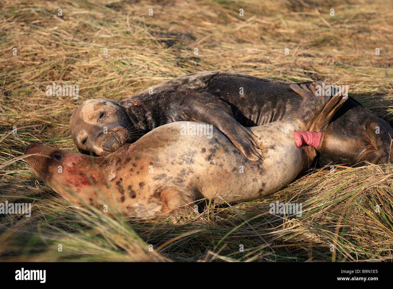 Atlantic Grey Bull Dichtung versucht, Mount weibliche Kuh Halichoerus Grypus Donna Nook Nature Reserve Lincolnshire England UK zu Paaren Stockfoto