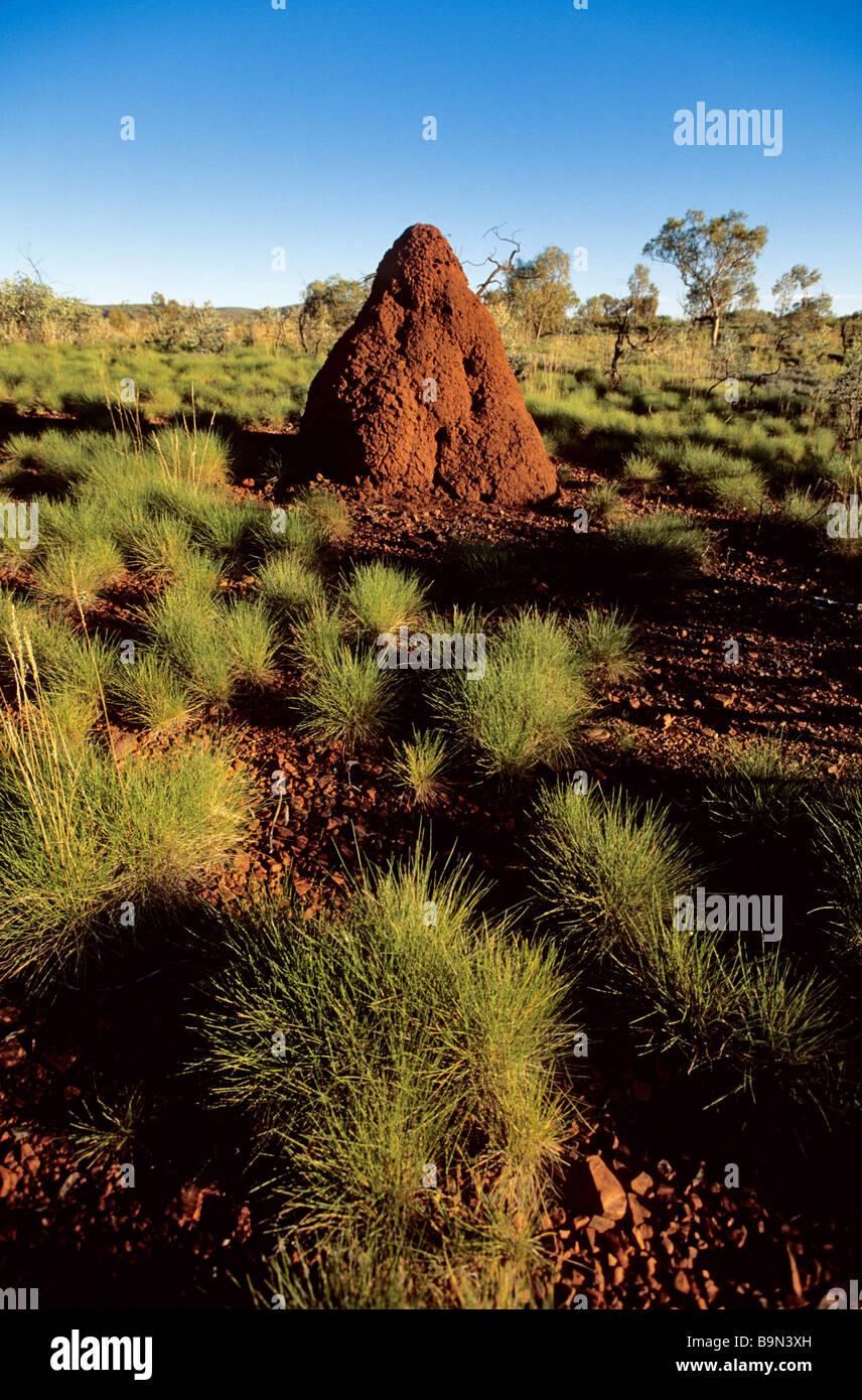 Australien, Western Australia, Kimberley-Region, riesige Termitenhügel nest Stockfoto