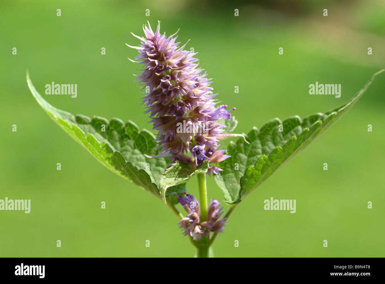 Heilpflanze Anisysop Aniskraut Lakritz Minze Wildform Anisata foeniculum Stockfoto