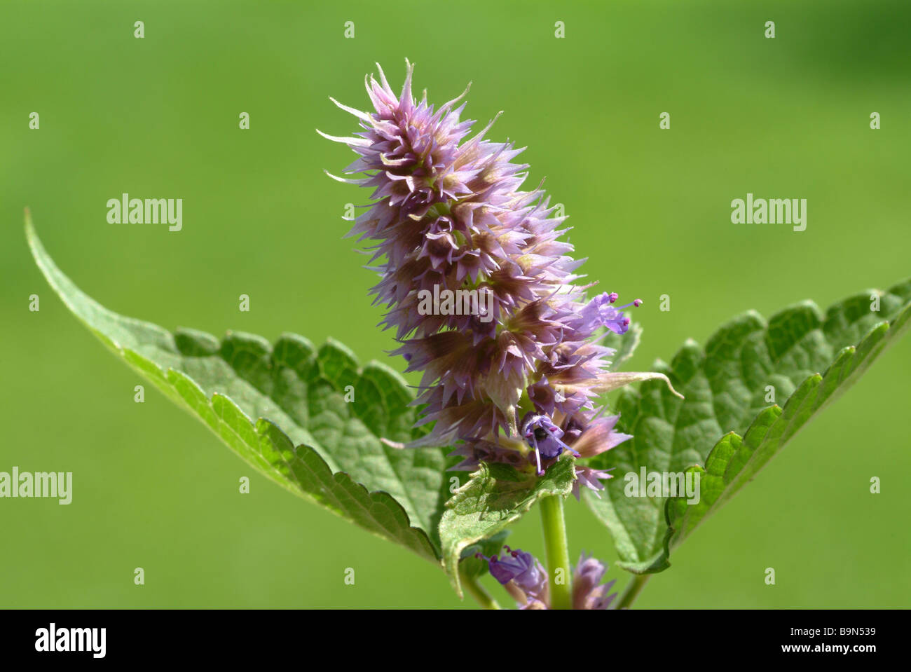 Heilpflanze Anisysop Aniskraut Lakritz Minze Wildform Anisata foeniculum Stockfoto