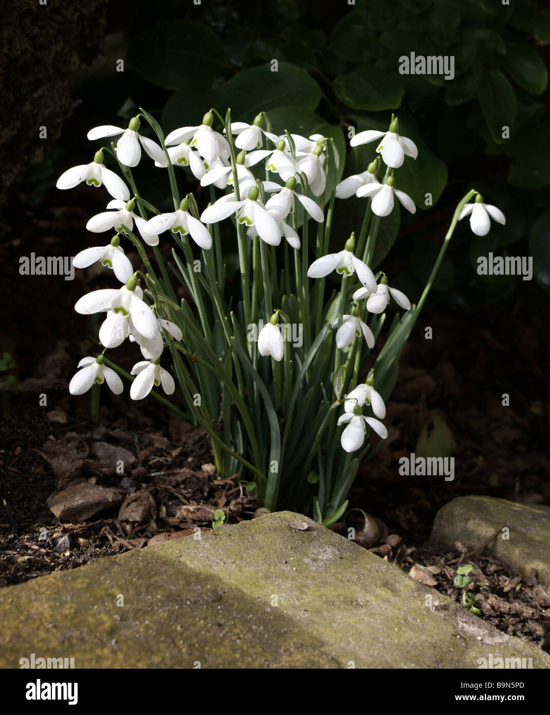 Schnee fällt in der Frühlingssonne. Stockfoto