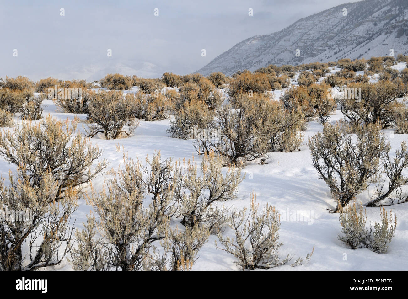 Winter Sagebrush an Gardner River Bridge und Mount Everts im Yellowstone National Park, Wyoming, USA Stockfoto