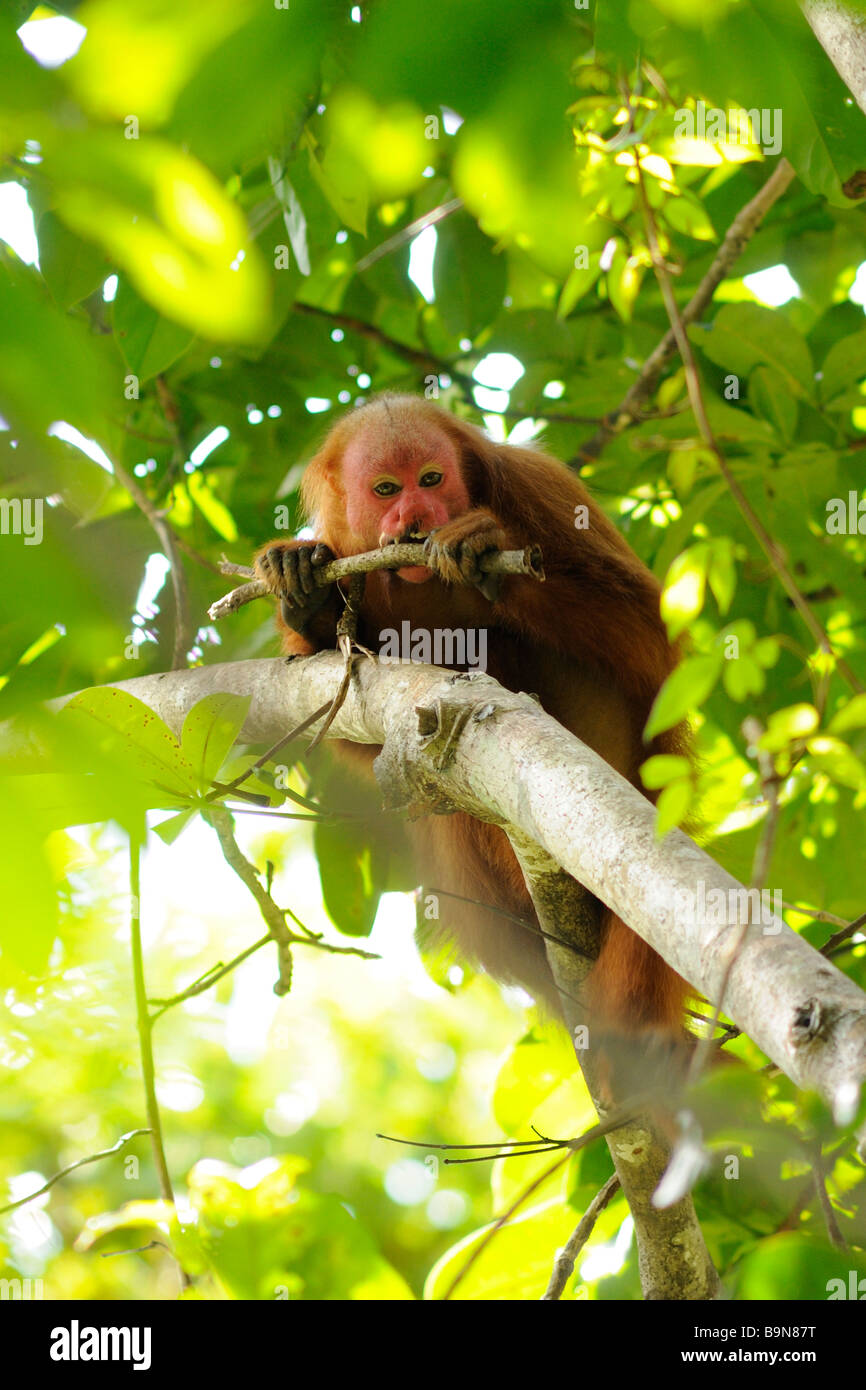 Roter Uakari Affen Cacajao Calvus Ucayalii WILD Yavari River Peru Stockfoto