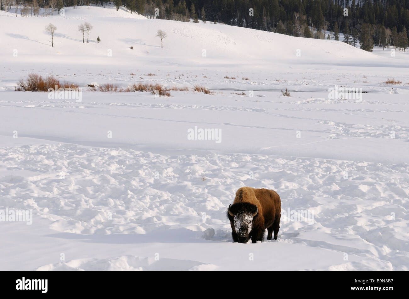 Schnee bedeckte Gesicht von Lone Bison pausieren von Schneeräumung in Soda Butte Creek in Wyoming Yellowstone grasen Stockfoto