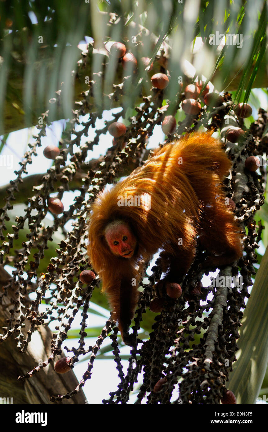 Roter Uakari Affen Cacajao Calvus Ucayalii WILD Yavari River Peru Stockfoto