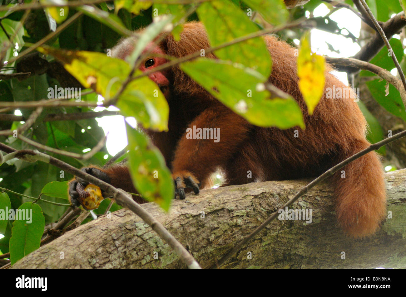 Roter Uakari Affen Cacajao Calvus Ucayalii WILD Yavari River Peru Stockfoto