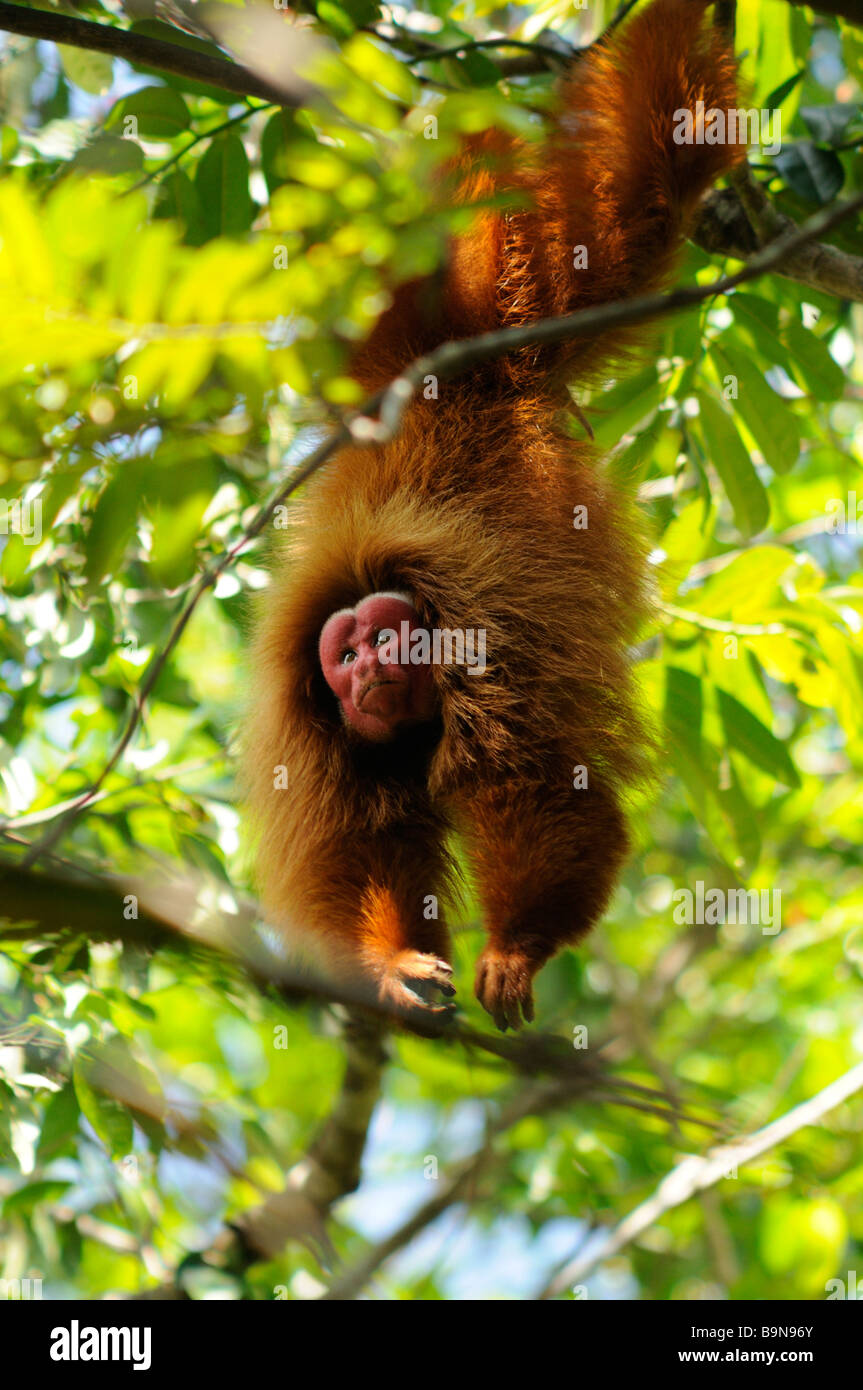 Roter Uakari Affen Cacajao Calvus Ucayalii WILD Yavari River Peru männlichen invertierten schwingenden Display Stockfoto