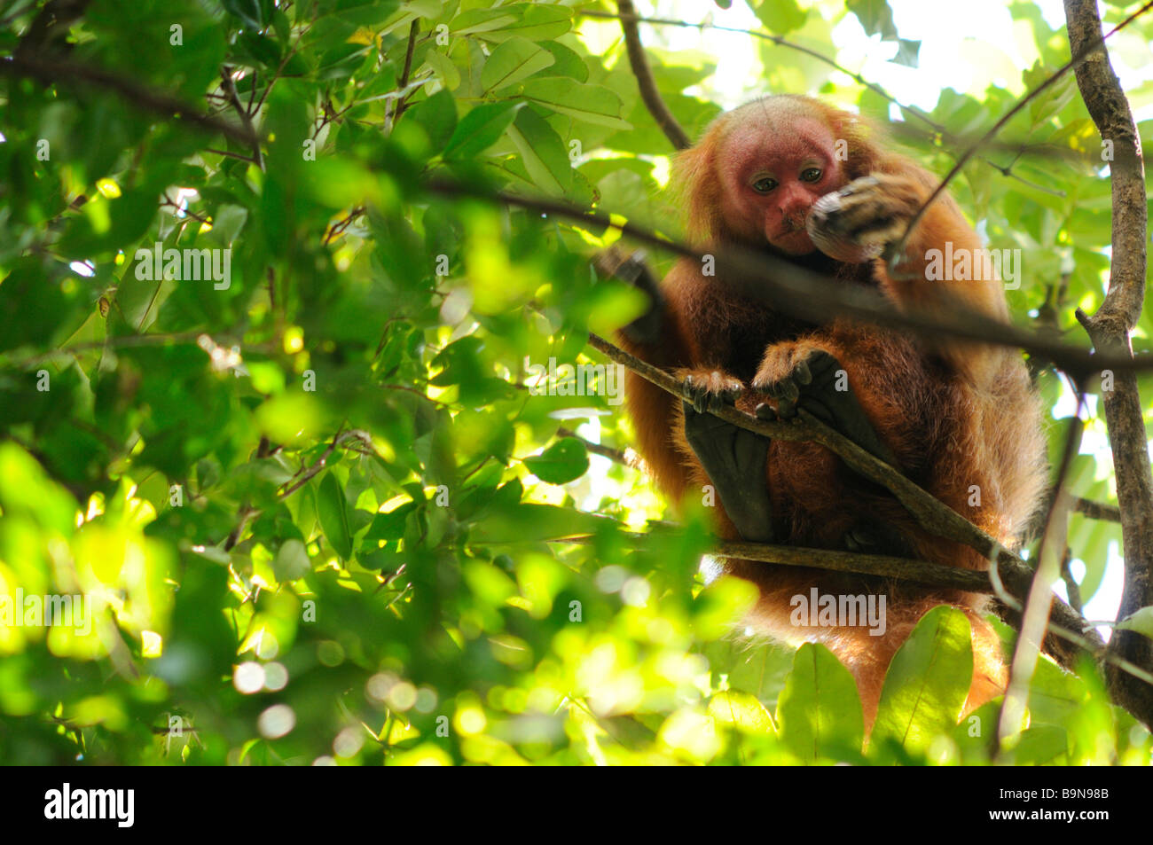 Roter Uakari Affen Cacajao Calvus Ucayalii WILD Yavari River Peru Stockfoto