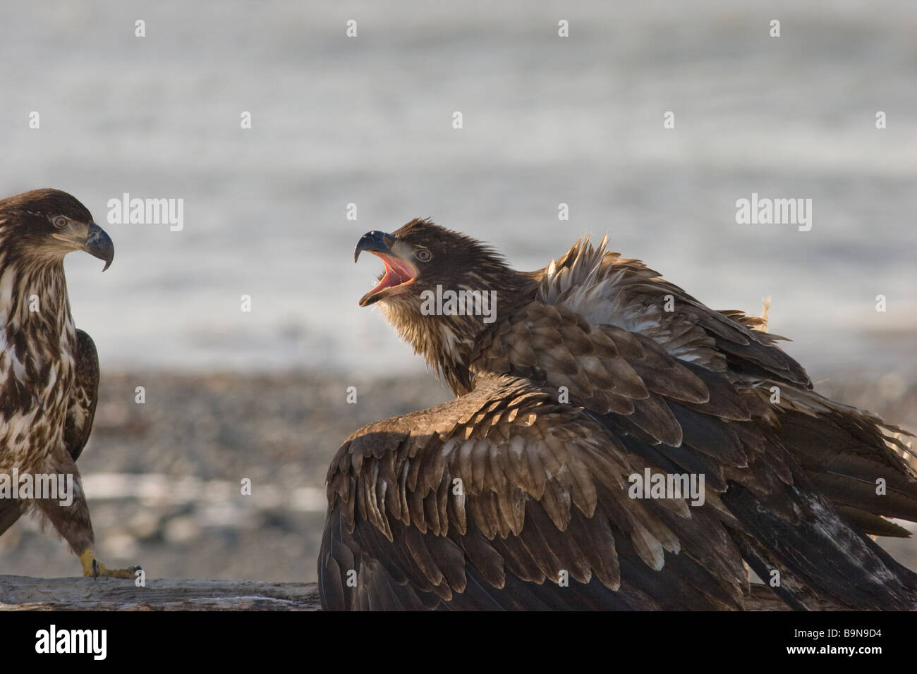 Junge Weißkopfseeadler verteidigt seine Nahrung Homer AK Haliaeetus leucocephalus Stockfoto