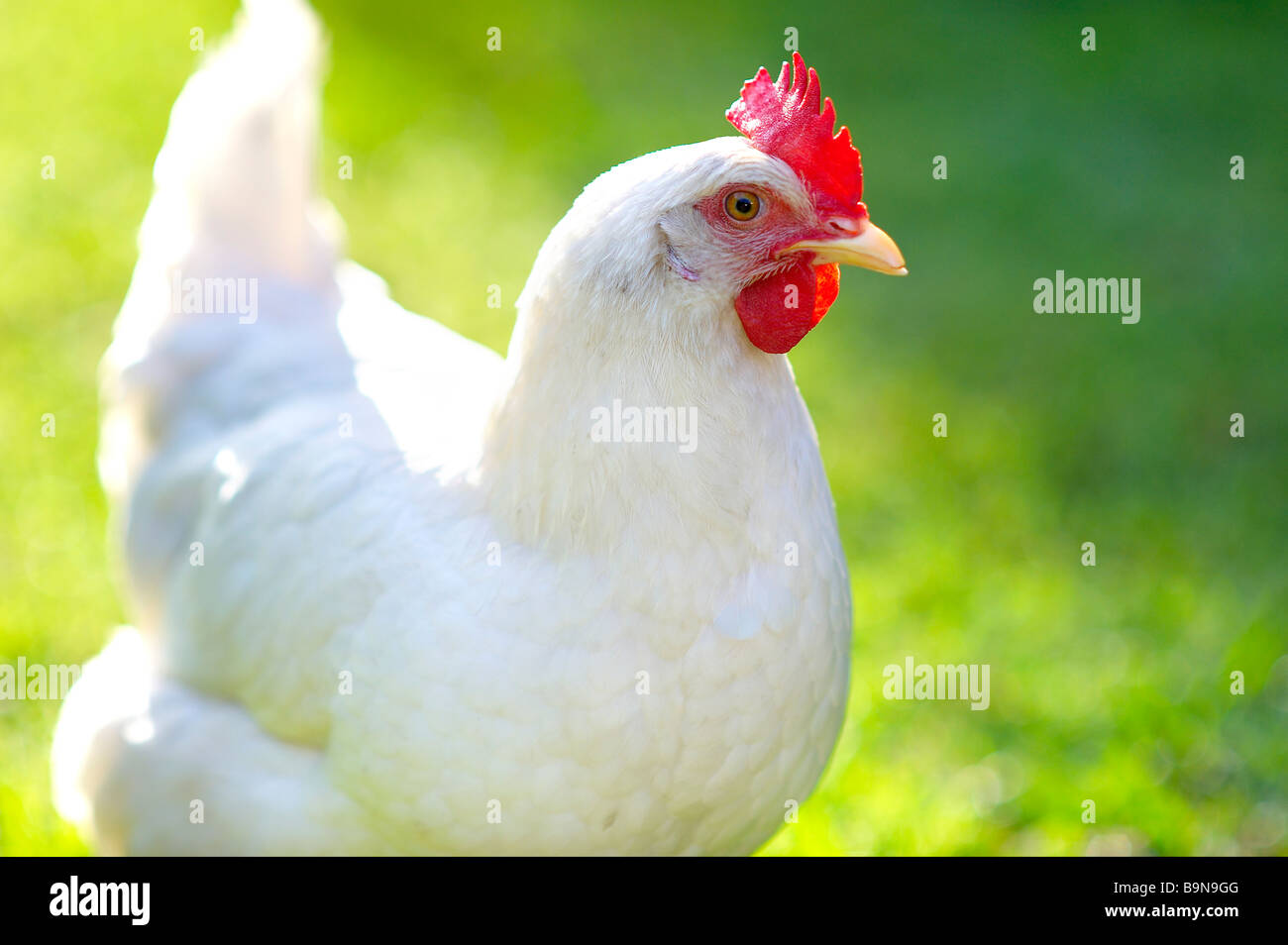 Weiße Freilandhaltung Henne auf dem Rasen Stockfoto