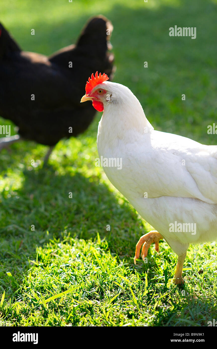 Freilandhaltung Legehennen auf Rasen Stockfoto