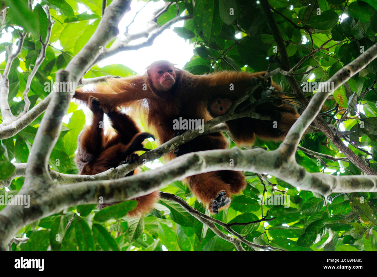 Roter Uakari Affen Cacajao Calvus Ucayalii WILD Yavari River Peru Stockfoto