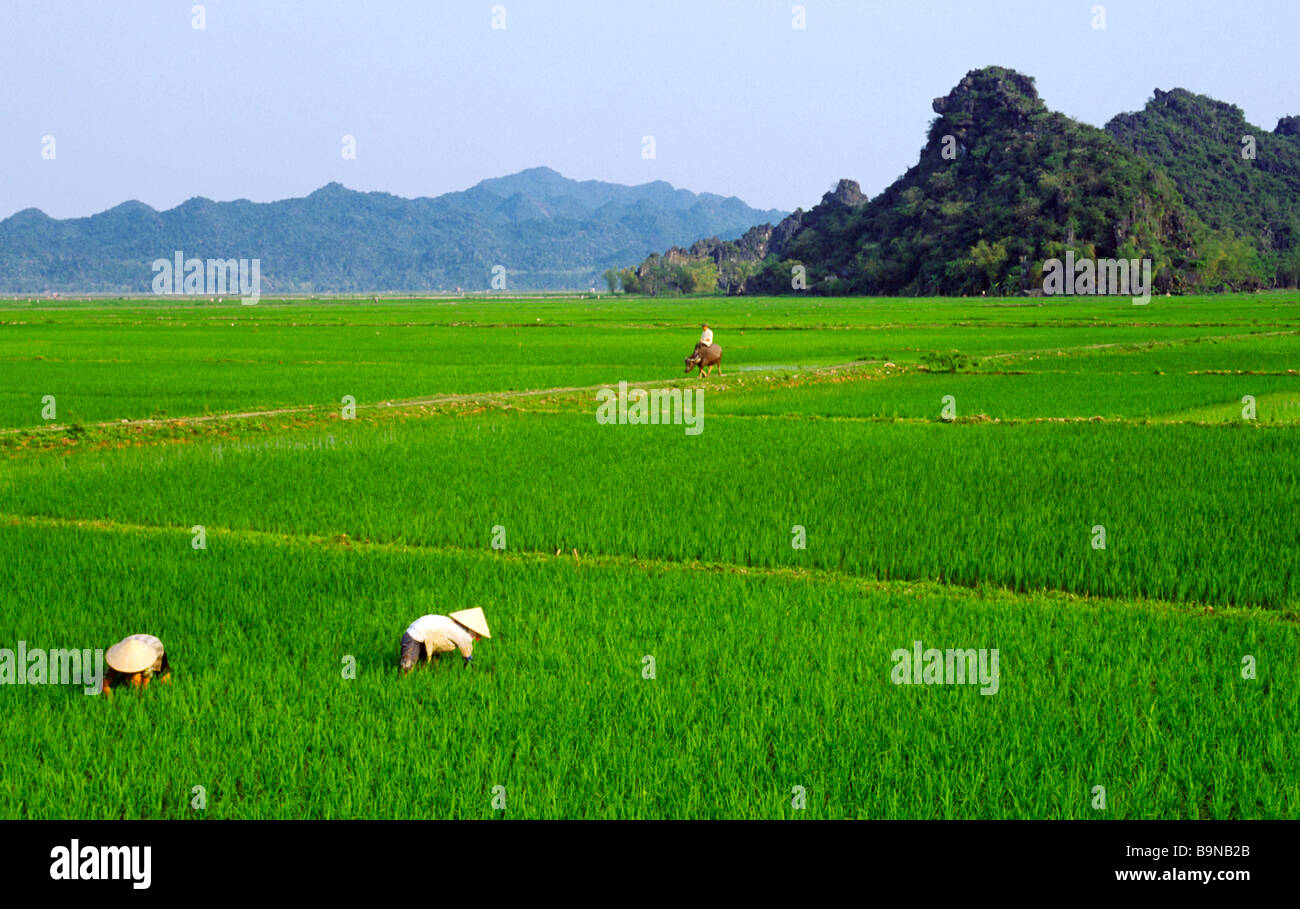 Vietnam, Provinz Ha Tinh, Huong Tich, Süden westlich von Hanoi, Arbeit in den Reisfeldern vor der Ernte Stockfoto