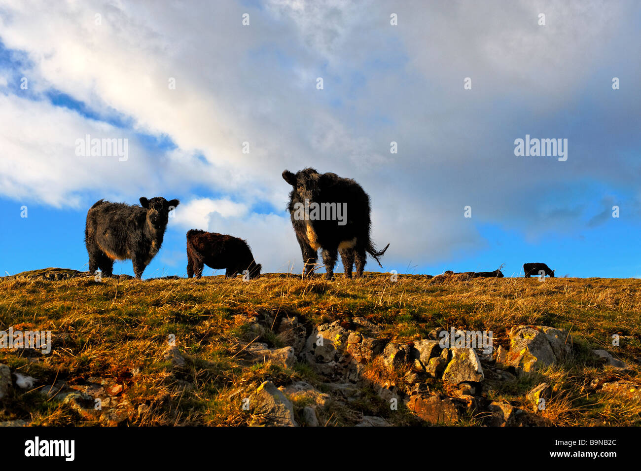 Rinder in Northumberland Hanglage Stockfoto