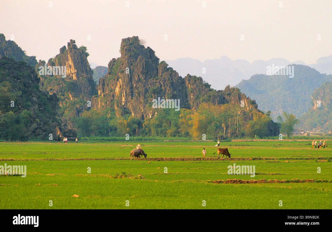 Vietnam, Ha Tinh Provinz, Huong Tich, Reis Feld Landschaft Stockfoto