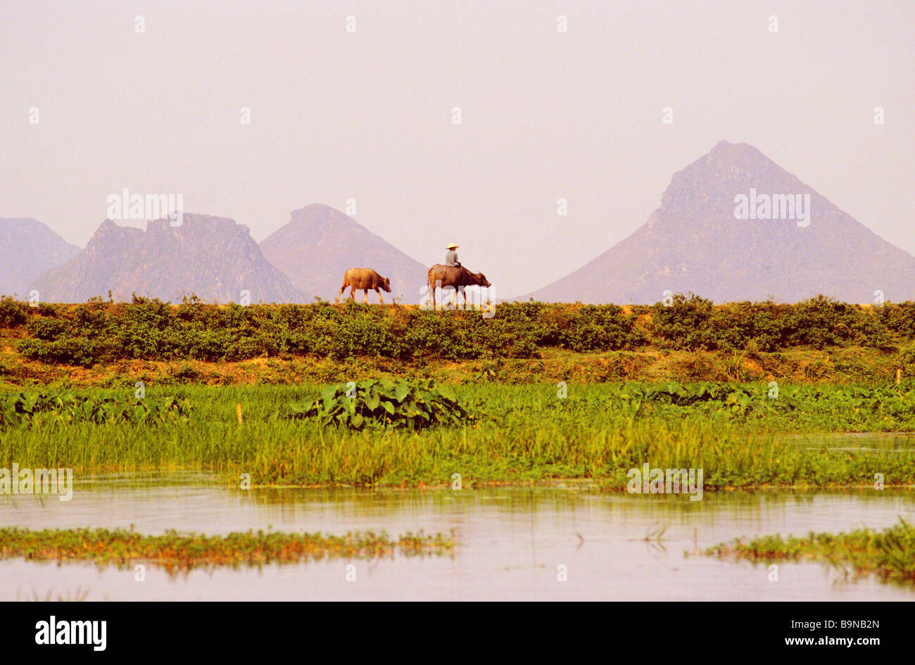 Vietnam, Provinz Ha Tinh, Huong Tich, Reis Feld Landschaft Stockfoto