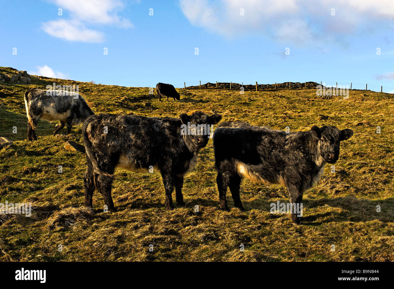 Vieh Northumbrian Hanglage Stockfoto