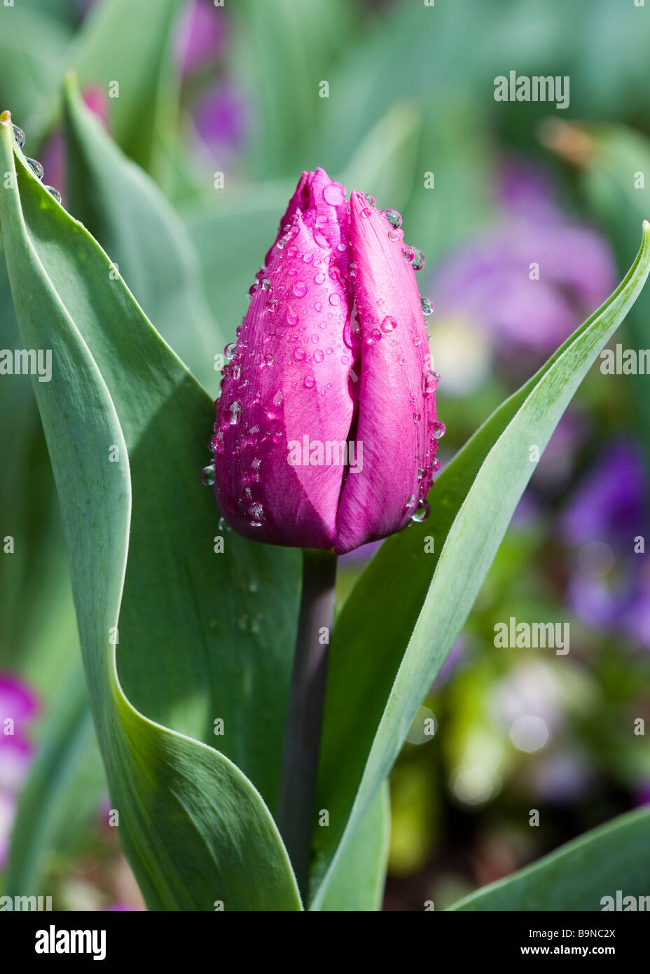 'Purple Prince' Tulip nass nach dem Frühlingsregen Stockfoto