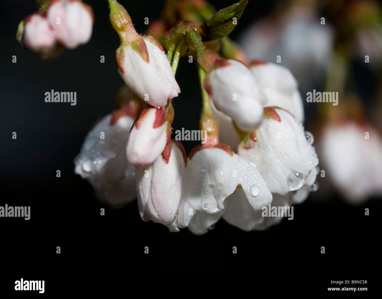 Kirschblüte Knospen nach Regen (Somei Yoshino) Stockfoto