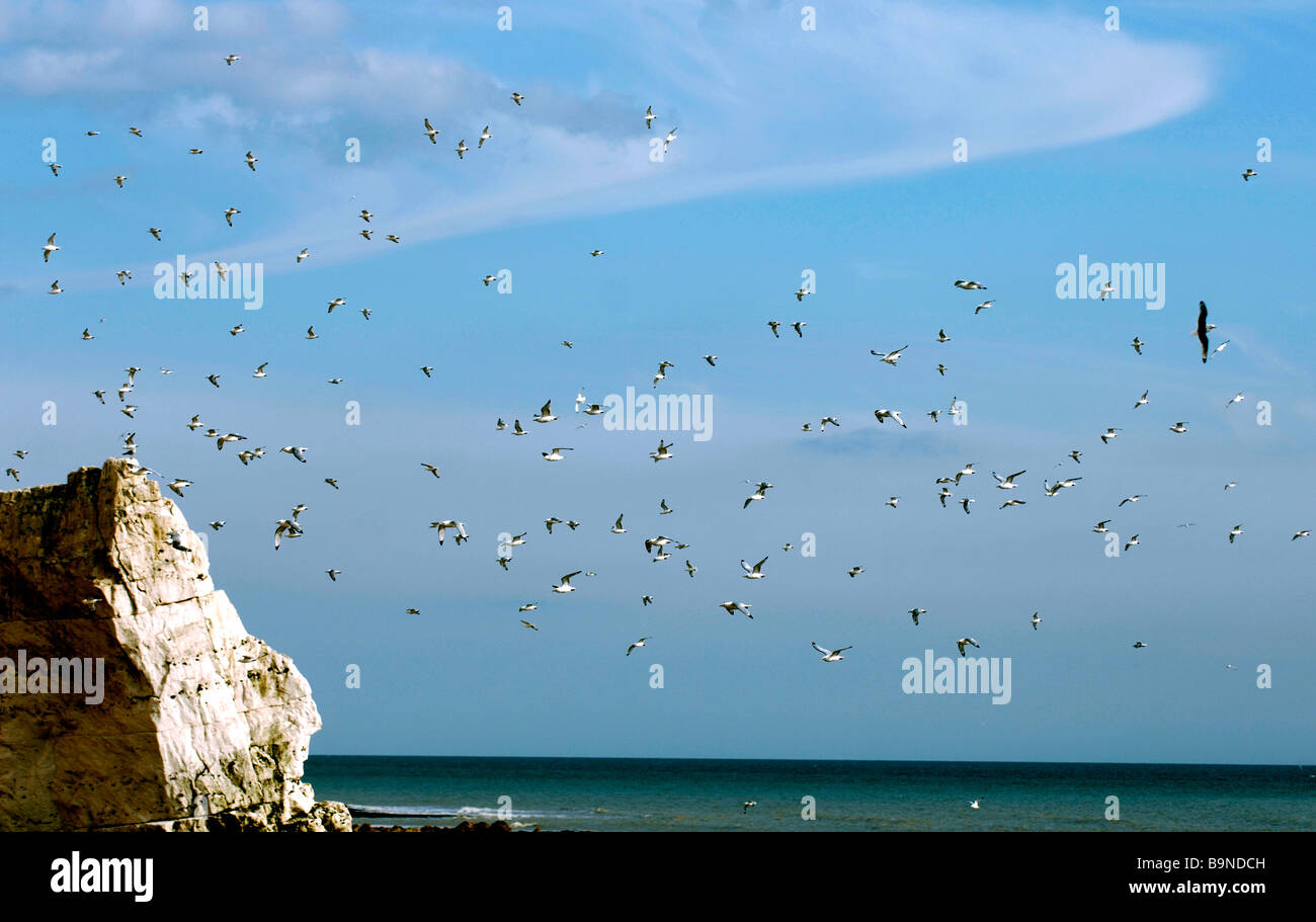 Die Klippen von Seaford Kopf gewordenen Heimat für eine der größten Kolonien von Dreizehenmöwen (Rissa Tridactyla) Stockfoto