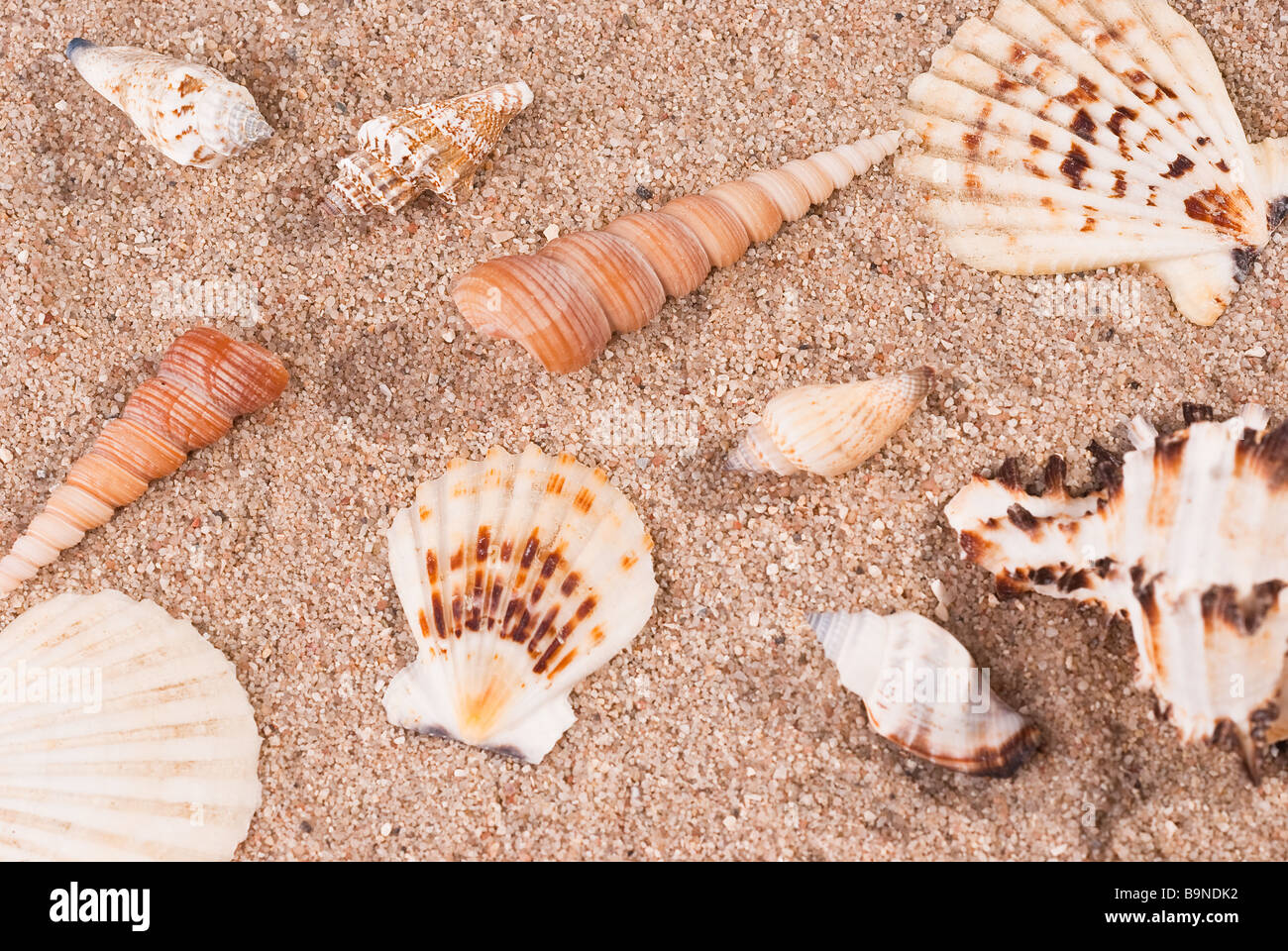 Studio Foto von verschiedenen Muscheln und Schnecken sind Laiing auf Sand. Stockfoto