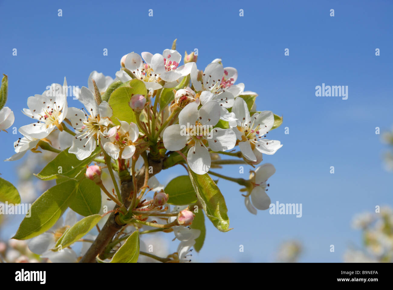 Birne Blüte im Frühling Stockfoto