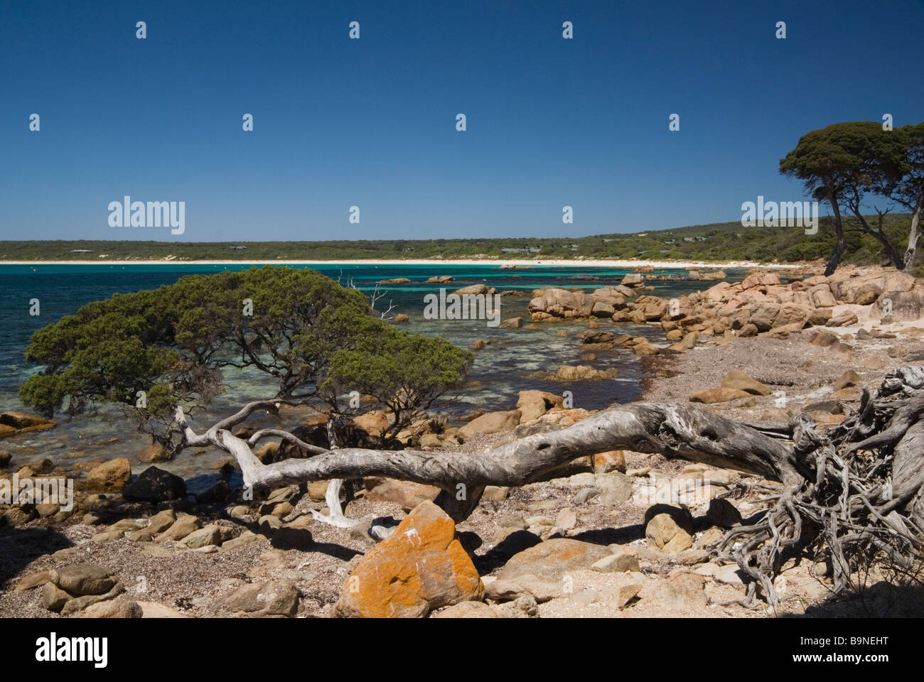 Schiefe Baum im Bunker Bay, Westaustralien Stockfoto