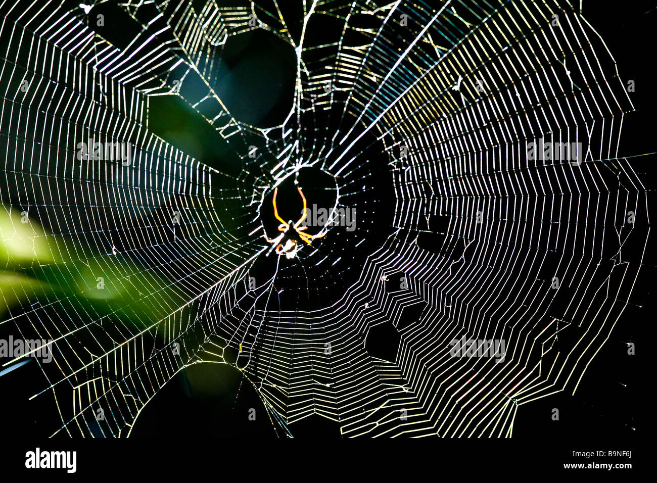 Eine Spinne lauert im peruanischen Amazonasgebiet Stockfoto