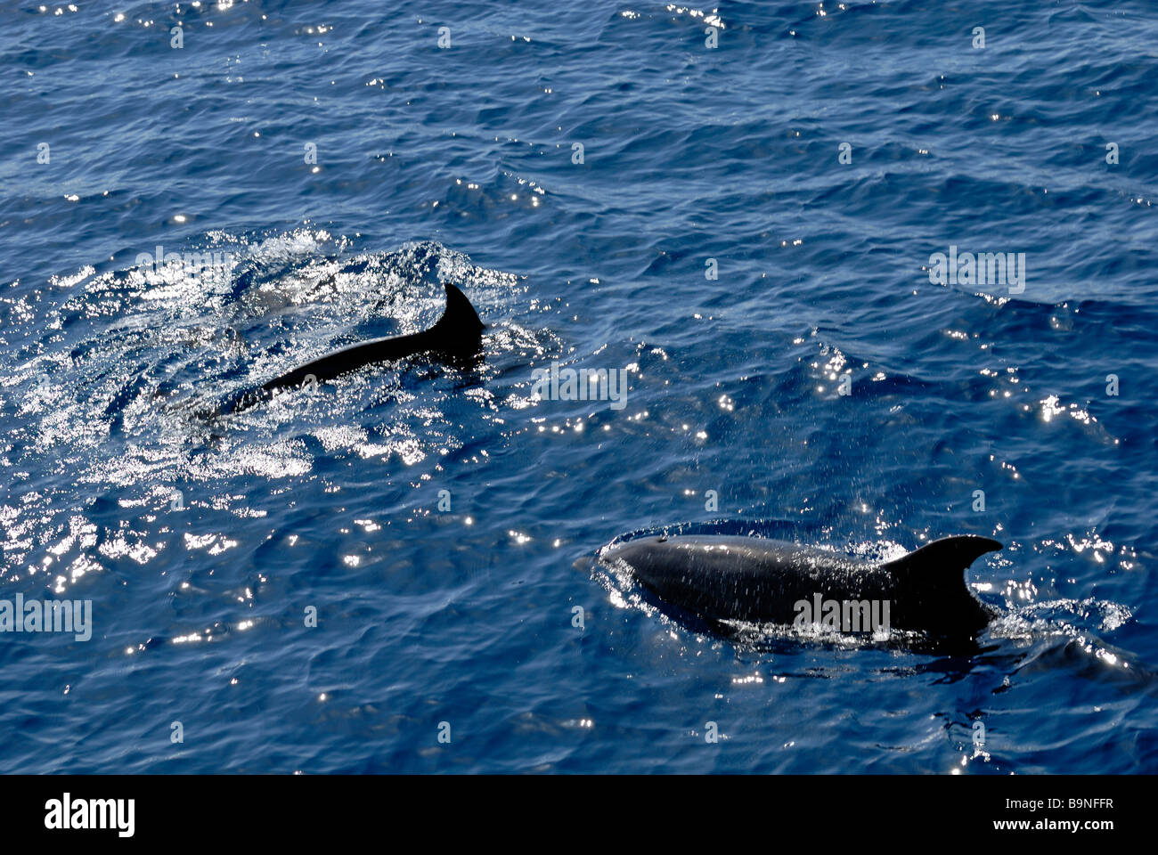 Atlantic Spotted Dolphins, Stenella Frontalis, fand auf dem Delphin Suche Reise. Puerto Rico, Gran Canaria, Kanarische Inseln, Stockfoto