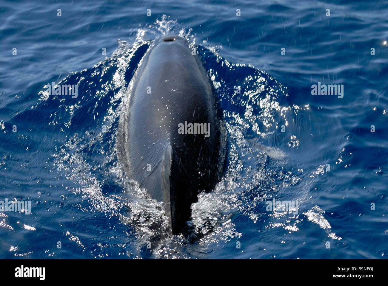 Der Atlantic Spotted Delphin, Stenella Frontalis, fand auf der Delphin Suche Reise. Puerto Rico, Gran Canaria, Kanarische Inseln, Stockfoto