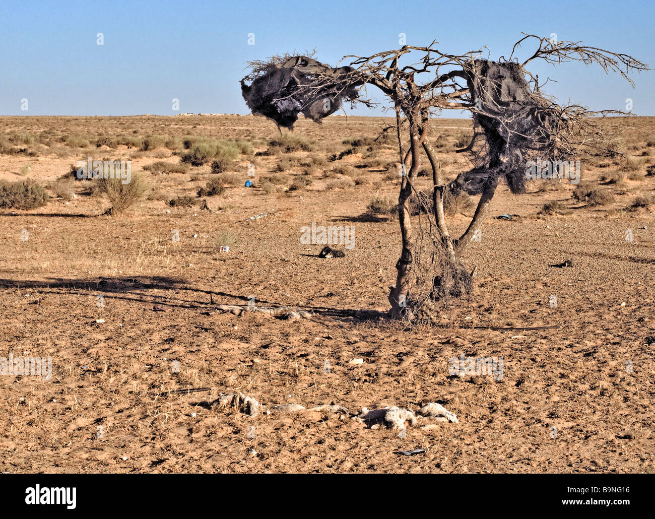 Israels Negev-Wüste tot trockenen Baum Stockfoto