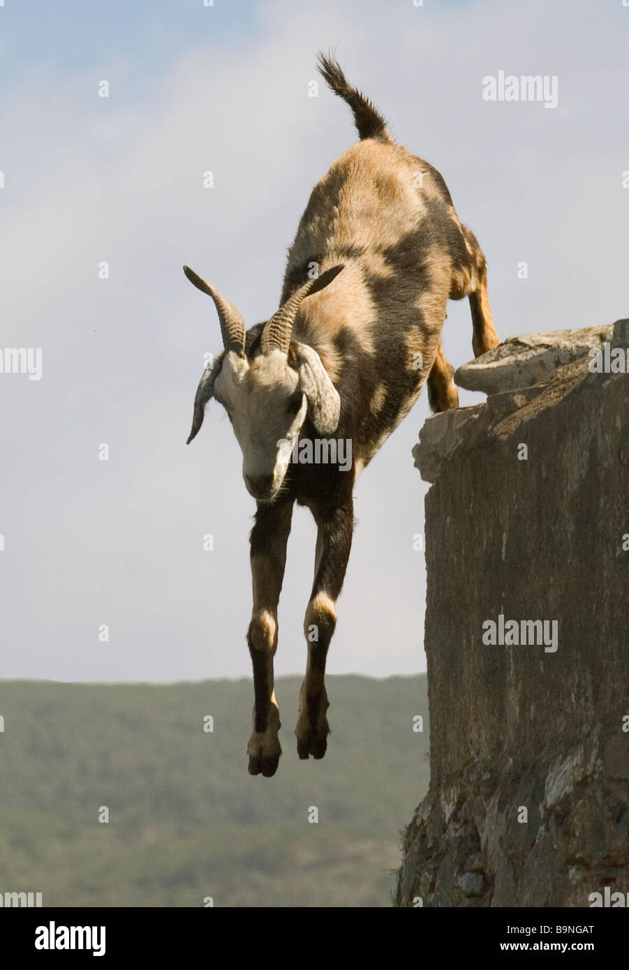 Spanien Kanaren La Gomera Ziege von Felsen springt Stockfoto