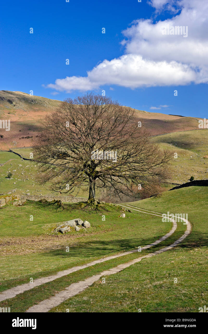 Eiche im Frühjahr. Frost Loch Farm, Staveley, Nationalpark Lake District, Cumbria, England, Vereinigtes Königreich, Europa. Stockfoto