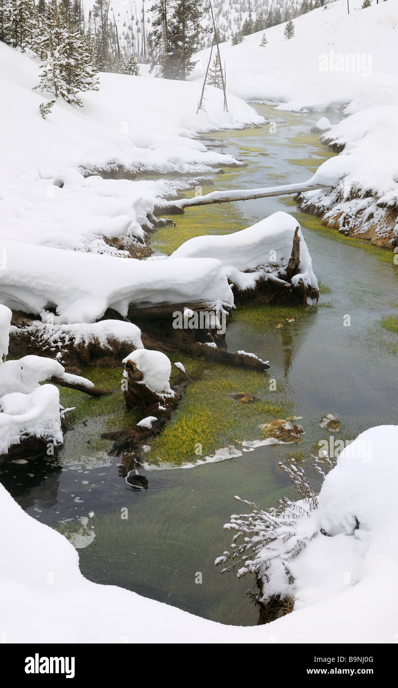 Obsidian Creek mit grünen Cyanobakterien Matten geothermisch beheizt im Winter im Yellowstone Wyoming Stockfoto