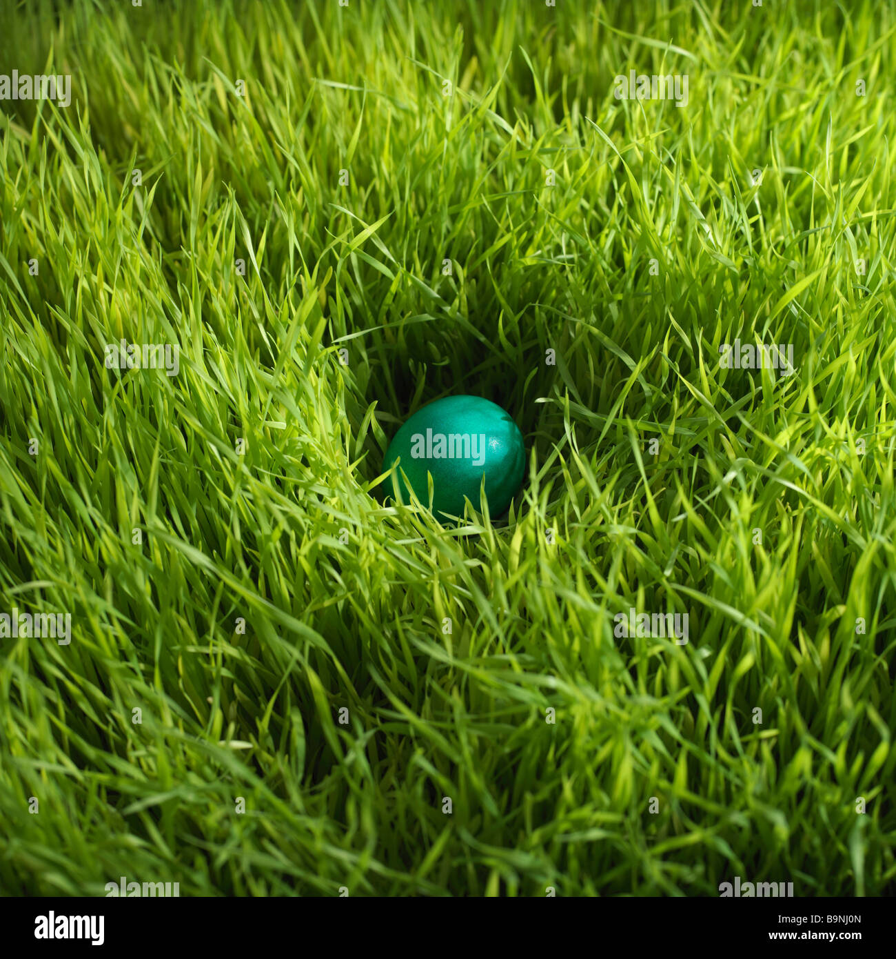 blaue Ostereier versteckt in Rasen Stockfoto