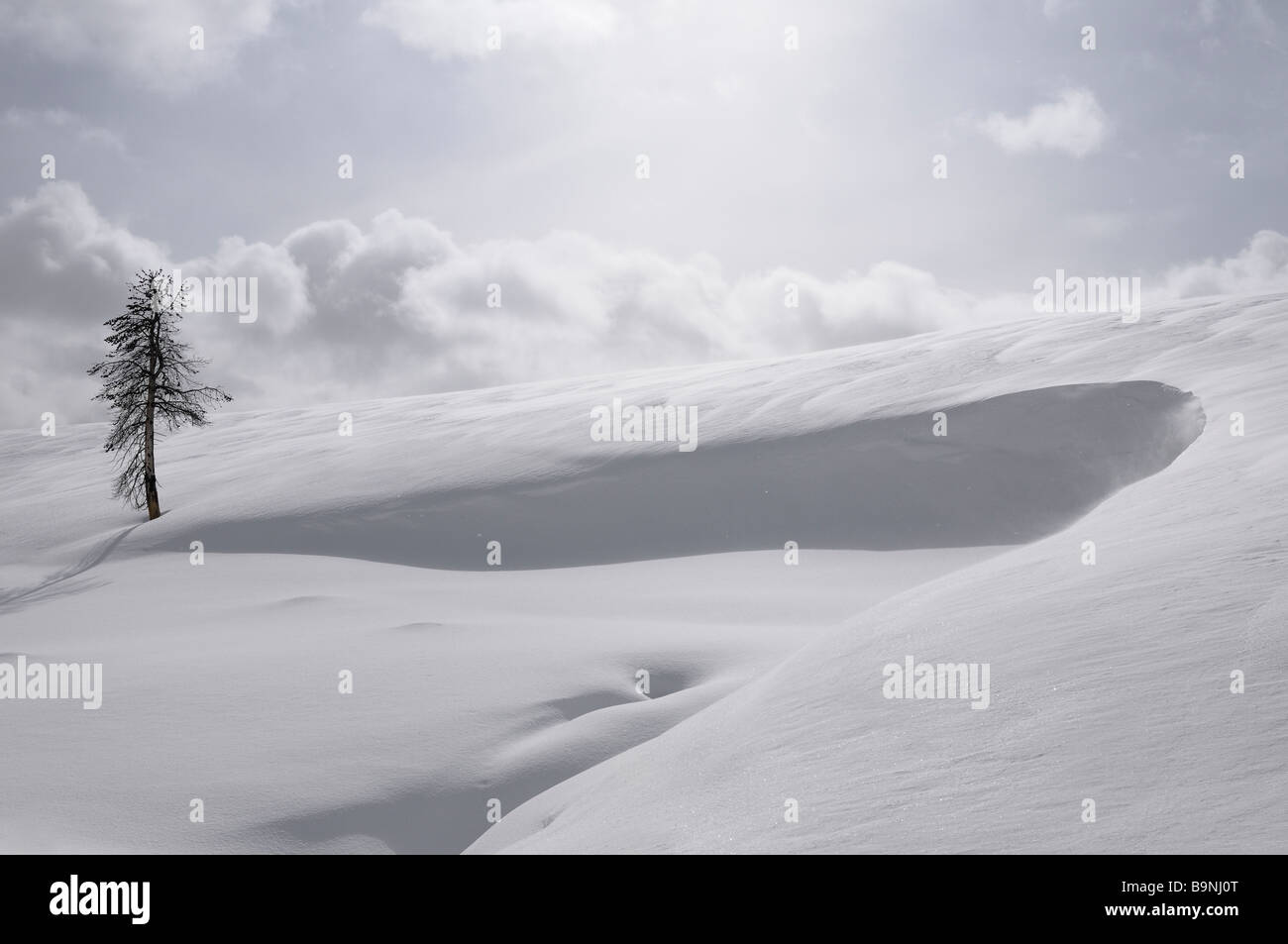 Single sterben Pine Tree auf einem kalten Schnee bedeckt Wind Hill am Krater Hügel Yellowstone National Park im Winter Stockfoto