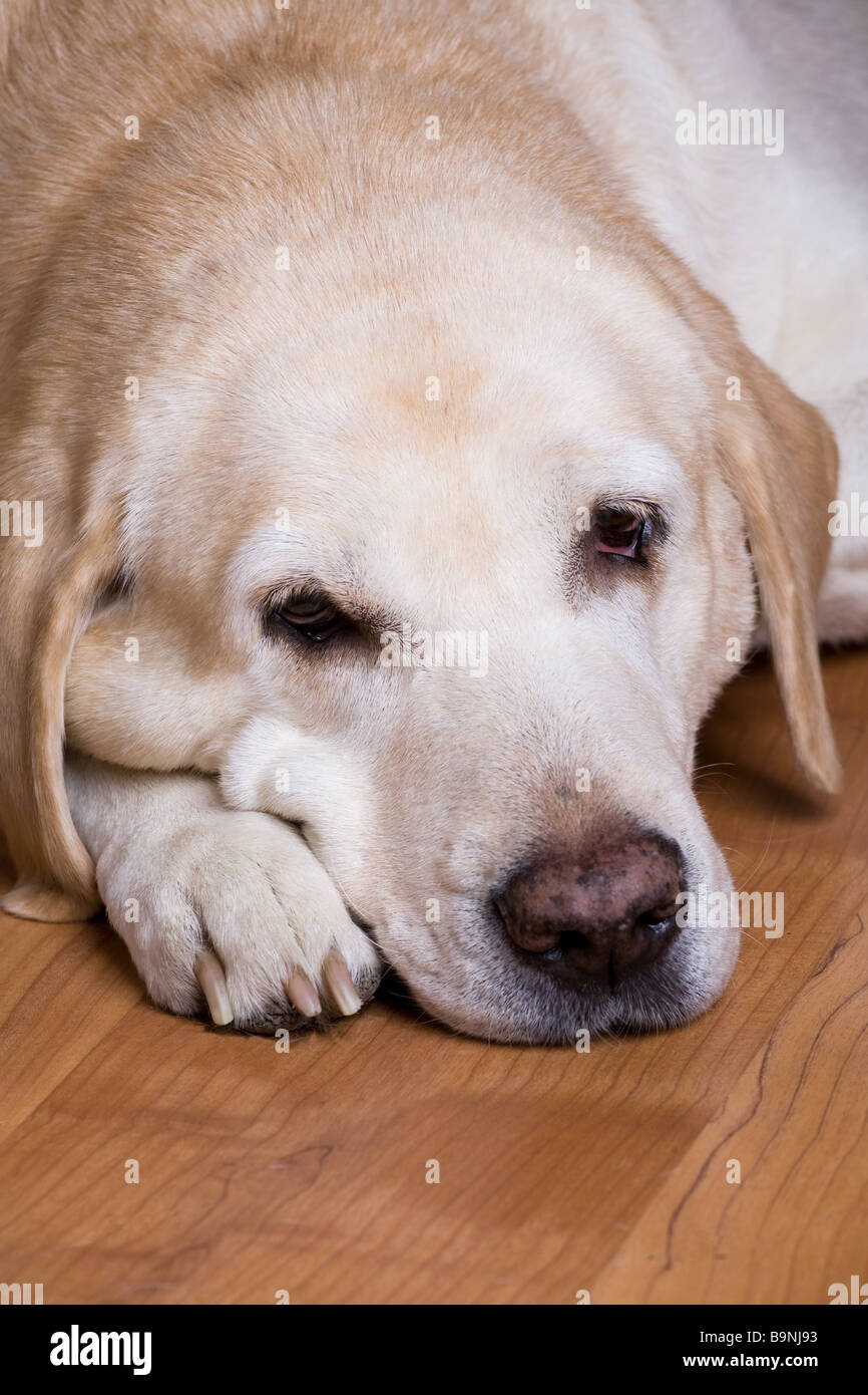 Close-up Labrador Hund auf Holzboden Kopf liegend auf den Pfoten Stockfoto