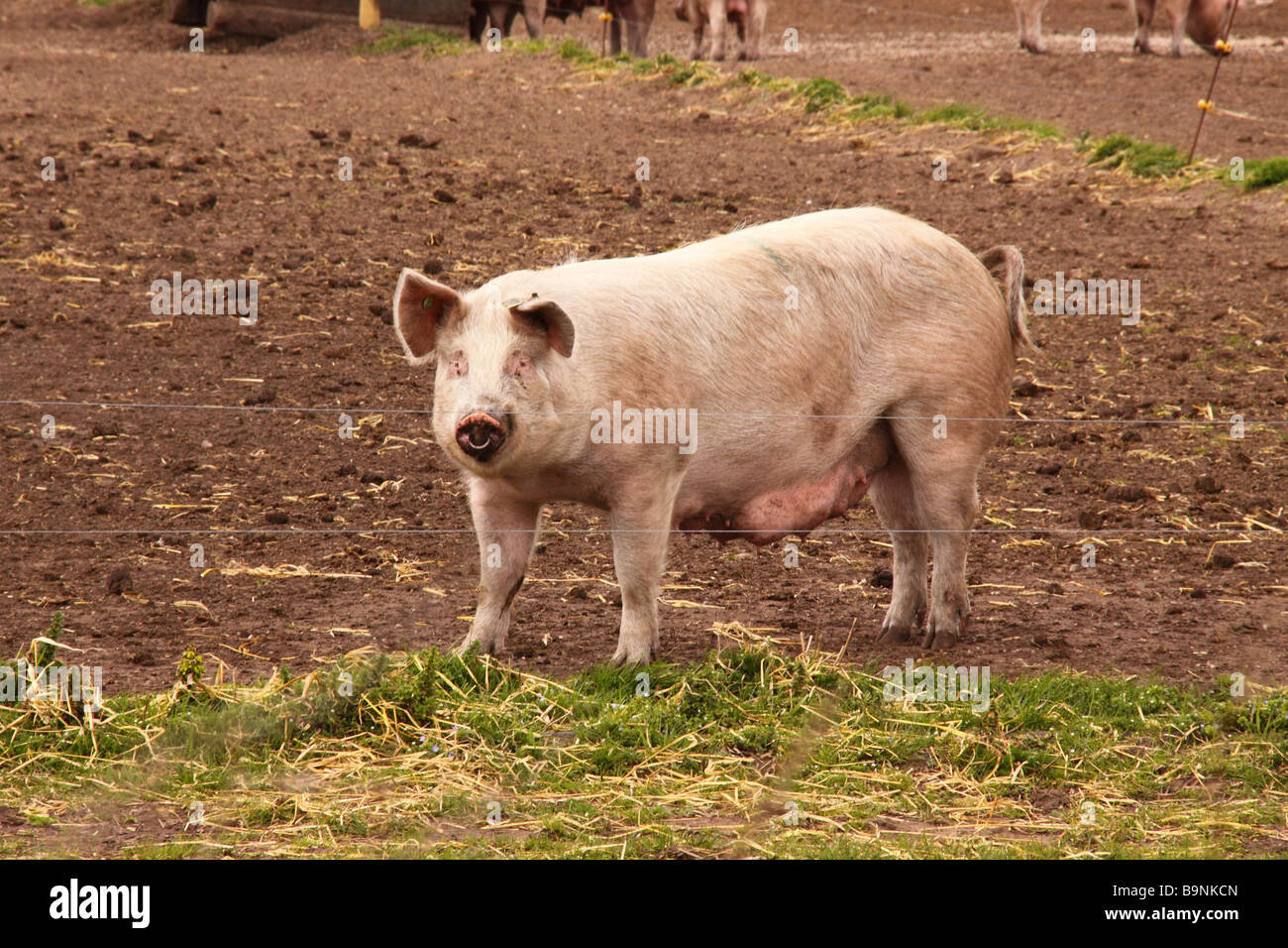 Schwein auf einer Outdoor-Schweinefarm in lincolnshire Stockfoto