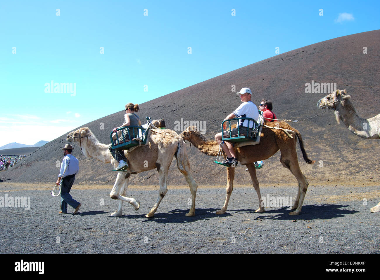 Kamel reitet, Nationalpark Timanfaya, Lanzarote, Kanarische Inseln, Spanien Stockfoto