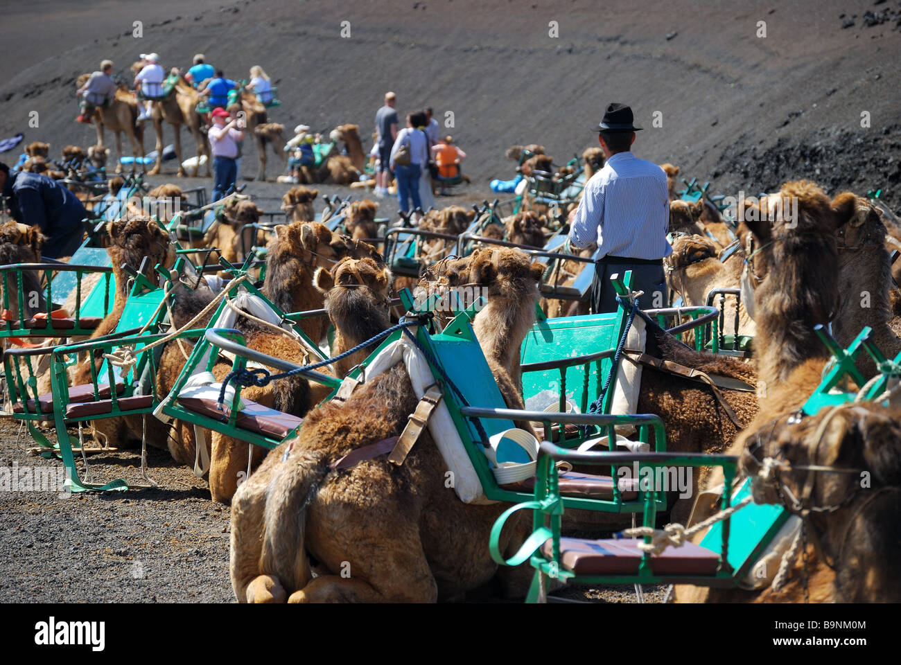 Kamel reitet, Nationalpark Timanfaya, Lanzarote, Kanarische Inseln, Spanien Stockfoto