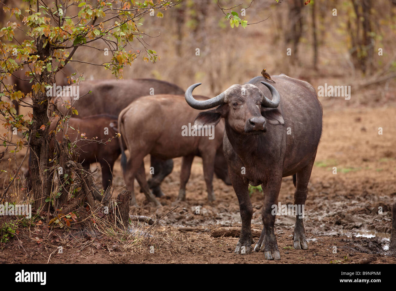 Afrikanischer Büffel mit einem roten abgerechnet Oxpecker Vogel auf seinem Rücken, Krüger Nationalpark, Südafrika Stockfoto