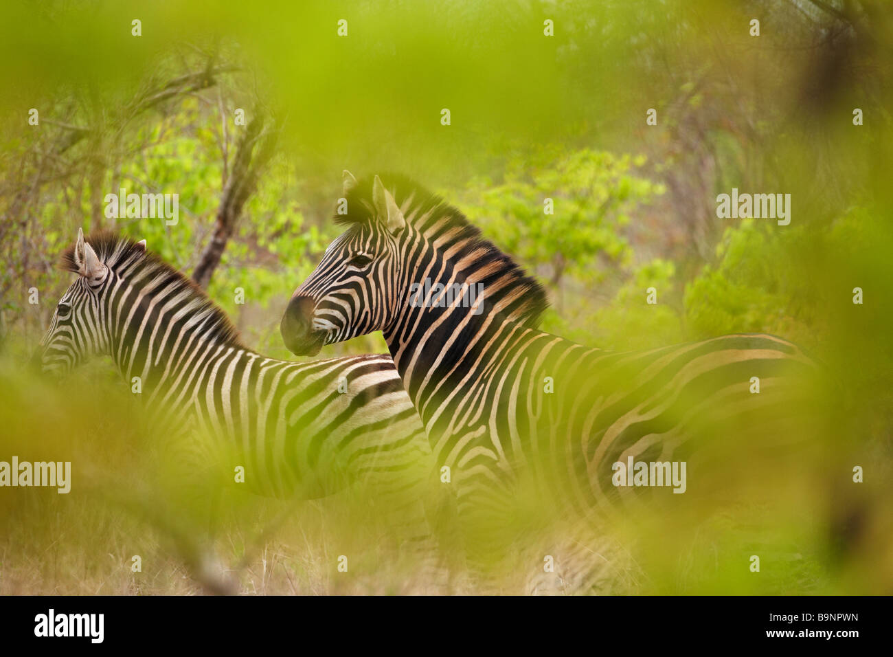 ein paar Zebra in den Busch, Krüger Nationalpark, Südafrika Stockfoto